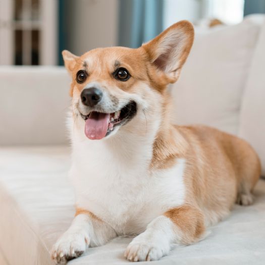 給毛孩最溫柔的呵護：美容與清潔全攻略