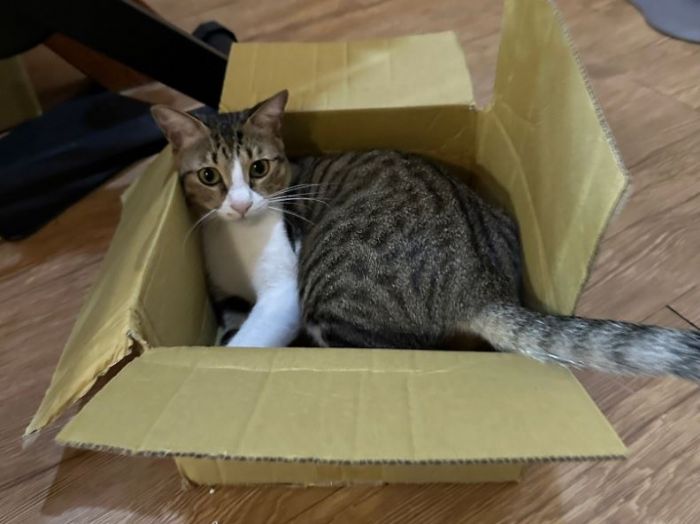 狸花貓是什麼？了解台灣最親切的貓咪代表