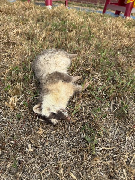 春日再現狂犬病鼬獾，屏東今年首例