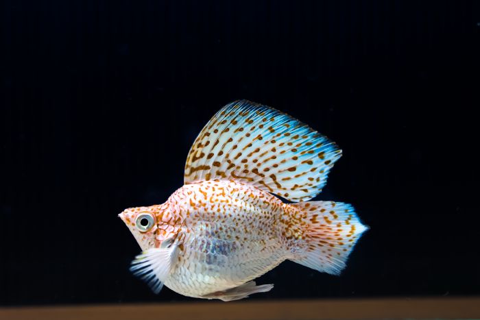 世界級孔雀魚世界盃，游進屏東農業物產館