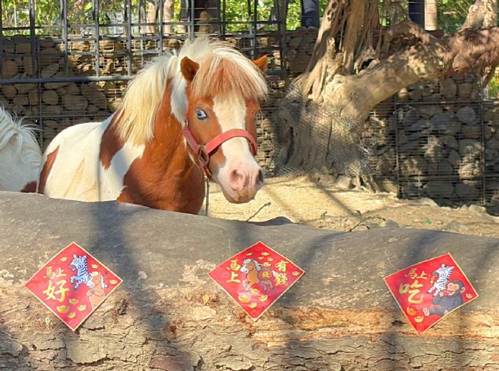 壽山動物園特製「金馬五吉」年菜，動物圍爐過馬年