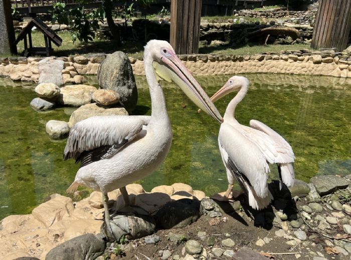 壽山動物園歲末迎「新」 朋友 鵜鶘、侏儒羊、兔豚等多種動物報到！