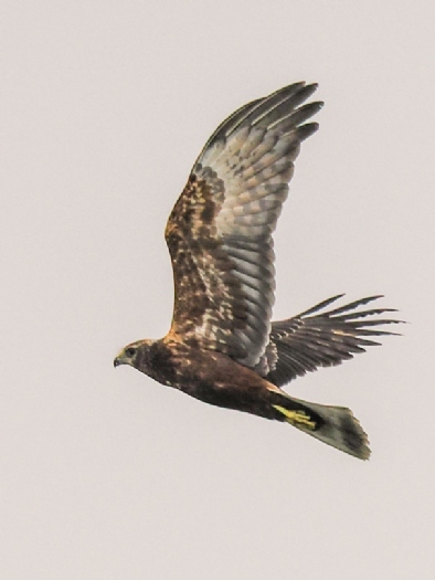 東方澤鵟率先登場！茄萣濕地迎來候鳥季開場，秋冬賞鳥熱潮正式啟動