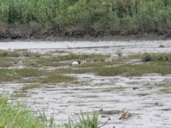 守護城市生態的溫柔力量：臺北市率先完成埃及聖䴉防治清零里程碑