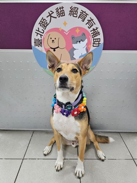 把握最後倒數！臺北家犬貓絕育補助延長至12/31，為毛孩健康多一份貼心守護