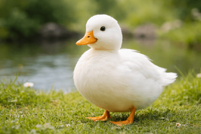 柯爾鴨寵物全攻略：飼養優缺點、環境準備與照顧方法一次看