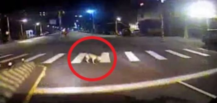 守護生命不該缺席——三峽犬隻事故新北動保啟動司法程序，呼籲駕駛勇於停下來