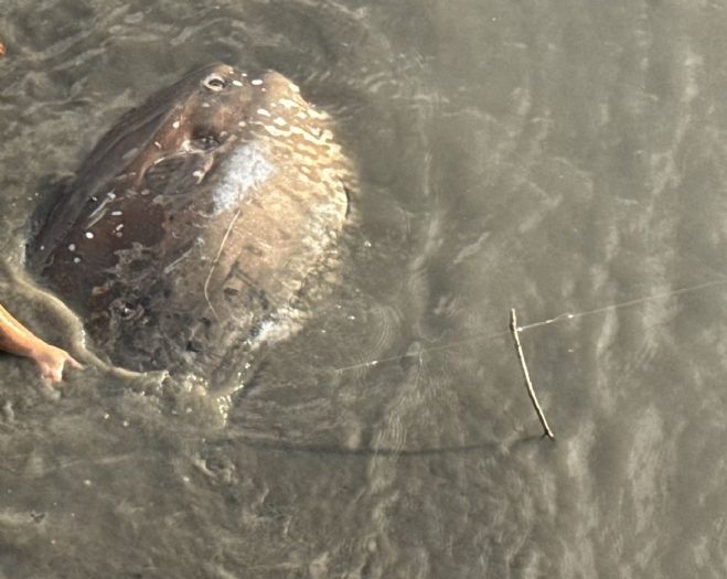 巨魚迷航，暖心接力，關渡碼頭翻車魚受困，民間與市府聯手助牠平安回海