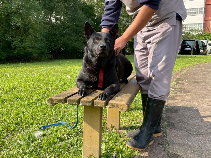 長者安心就醫、毛孩有家可歸！臺北打造友善動物緊急安置網