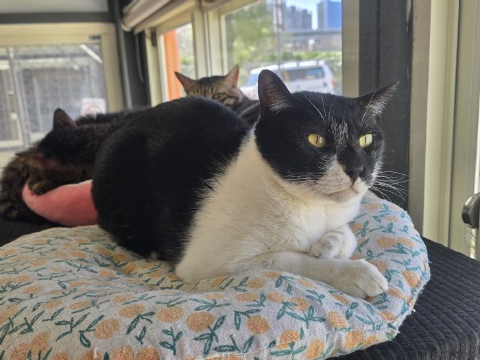 安心過好年，毛孩不走失，臺北市動保處暖心提醒：多一分準備，少一分驚慌