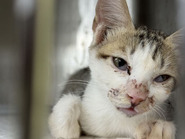 從路邊到懷抱，一段重生的旅程，受傷虎斑白貓獲即時救援，走進新家迎接幸福新生活