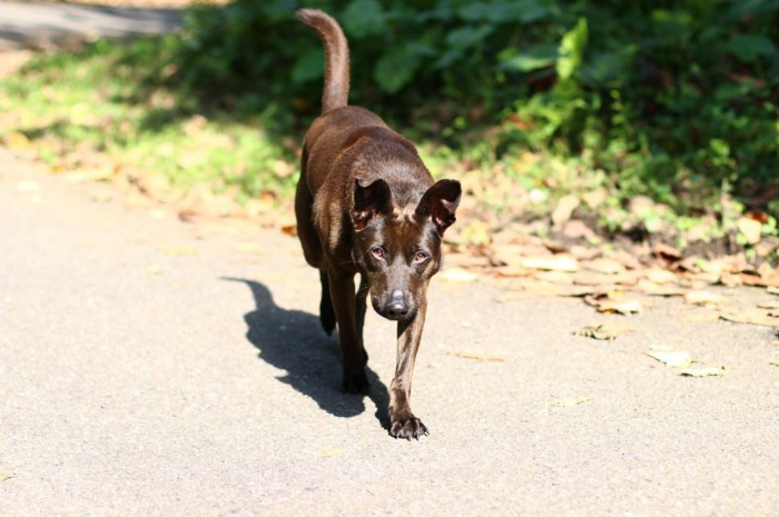 等待多年的撒嬌犬終於找到家，中和動物之家「鐺鐺」迎來幸福新生活
