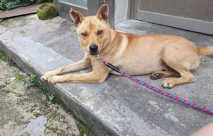 春季蟲蟲警報！守護毛孩健康，從環境到日常全面防護