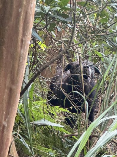黑犬受困汐止山坡多日終獲救！動保處暖心救援，助毛孩平安回家團聚