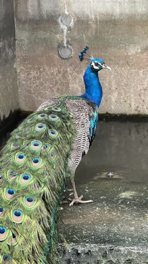 士林、北投山區驚見孔雀蹤影！臺北動保處暖心救援，提醒飼主防逃逸守護生態