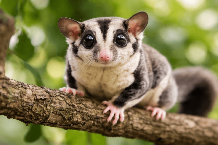新手養蜜袋鼯必看！飼養注意事項與安全照護重點整理
