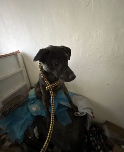 守護毛孩不缺席！動保處緊急救援信義區斷電住宅，5隻犬貓平安獲救、生命跡象穩定