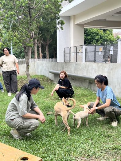 心靈與毛孩共舞！社工療癒工作坊在后里動物之家溫暖登場，以犬貓陪伴釋放同理與力量