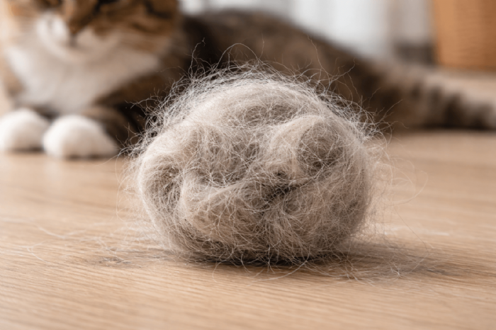 貓咪體內毛球怎麼來？影響、迷思與照護重點全解析