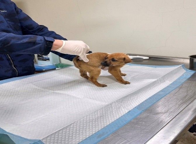 從毛孩便便看健康，苗栗動保園區提醒留意犬隻腸胃警訊