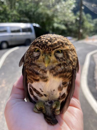 貝殼廟旁驚見「迷你憤怒鳥」停車頂！新北暖心救援鵂鶹，順利重返山林