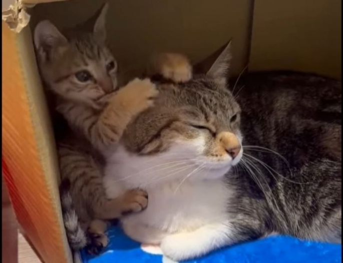 新北動保暖心救援！水溝受困小貓脫險重獲新生，民眾與救援員攜手上演生命奇蹟