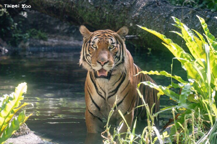 馬來虎新星「Arhaa」溫柔登場！臺北市立動物園攜手新加坡共創瀕危物種保育新篇章