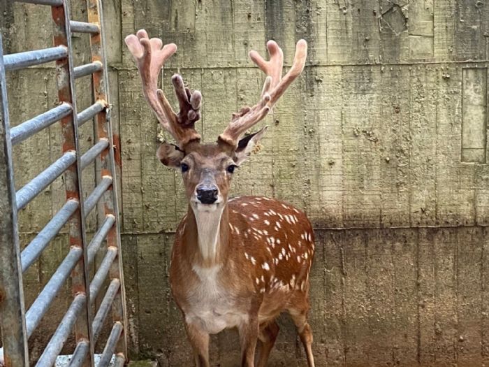 五股「野山養鹿場」全鹿通過TB檢驗！新北動保處守護健康鹿群，讓國產鹿茸更安心