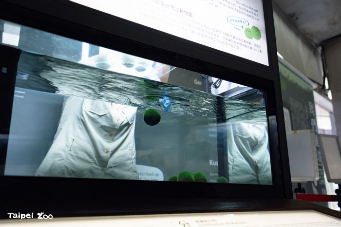 台北 × 釧路的自然友誼再綻放──毬藻翻滾登場、丹頂鶴優雅迎賓