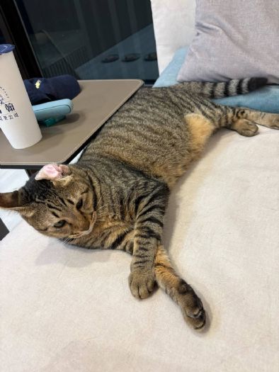 「浪愛滿屋」溫暖加乘！北市攜手店家助毛孩找家，虎斑貓帝寶與里美幸福啟航