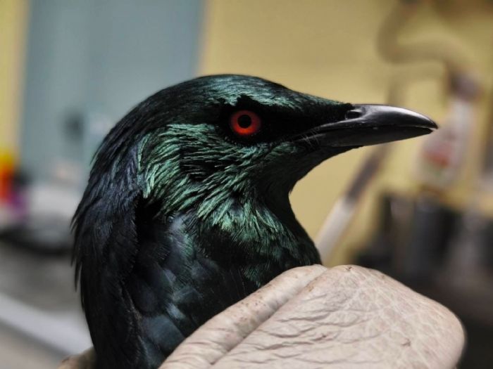 陽台驚見「紅眼怪鳥」嚇壞全家！新北動保員暖心救援揭真相：原來是亞洲輝椋鳥