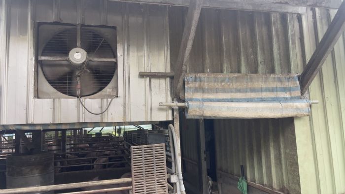 夏季防蠅大作戰！新北動保處攜手畜牧場打造安心飼養環境，守護家畜健康成長