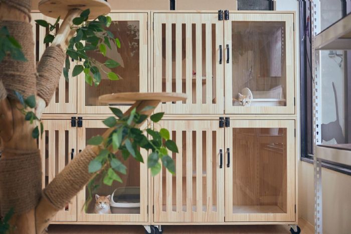 幸福喵星人報到！2月22日「幸福貓之日」走進猴硐，用愛與規範一起守護貓村日常