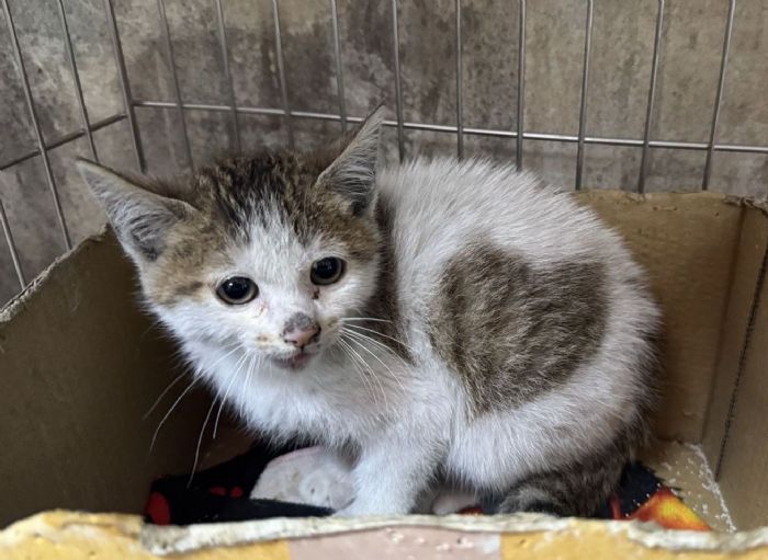 地下車庫的心形奇蹟！小虎斑貓重獲新生，在新北找到幸福歸宿