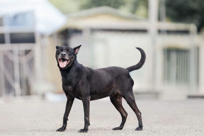 認養讓幸福加倍！新北調查：97％飼主因毛孩更快樂，陪伴成為最溫暖日常