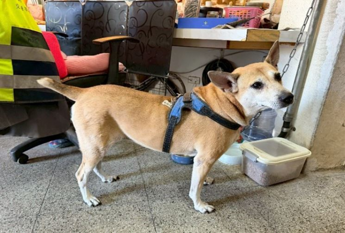 笑容找回來！校園犬妞妞的療癒之路，專家攜手守護牠的身心健康