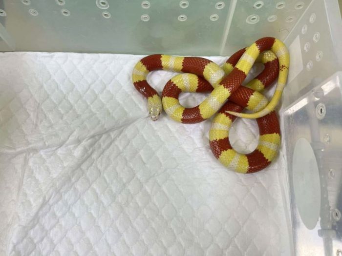 炎熱天氣讓蛇兒出動！新北推「非犬貓寵物登記」守護蛇寶貝不迷路