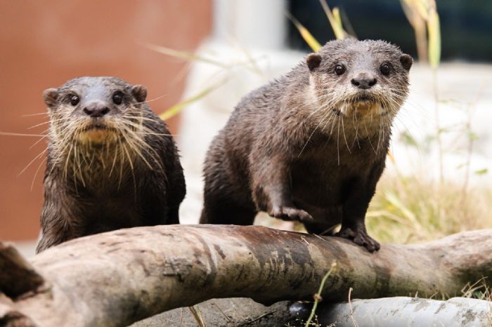 臺北動水獺南漂記！小爪水獺元旦起在頑皮世界開心亮相