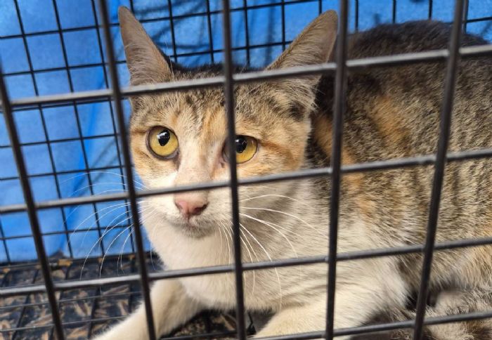 受困深桶的小三花平安獲救，從驚魂脫困到幸福認養，迎向溫暖新生活