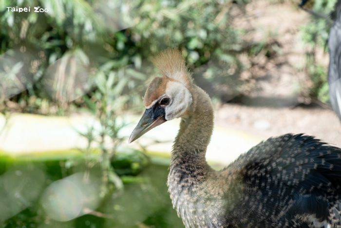 鶴園新生寶寶報到！不同種「冠鶴家族」攜手養育的溫馨物語