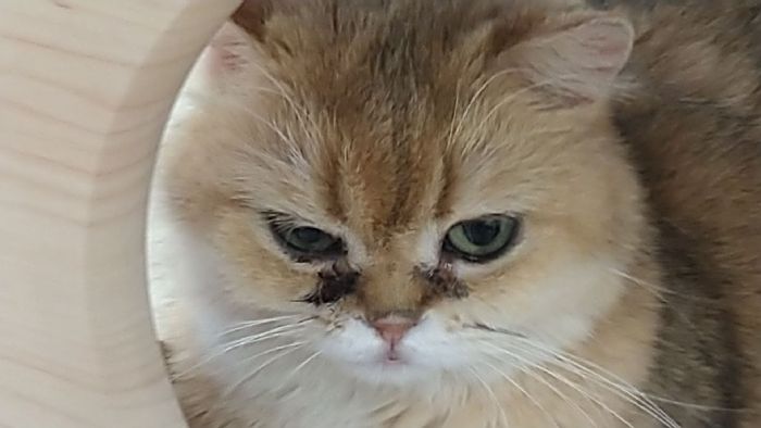 新春迎新生命前先停一秒：理性選擇、用愛承諾，讓毛孩安心回家