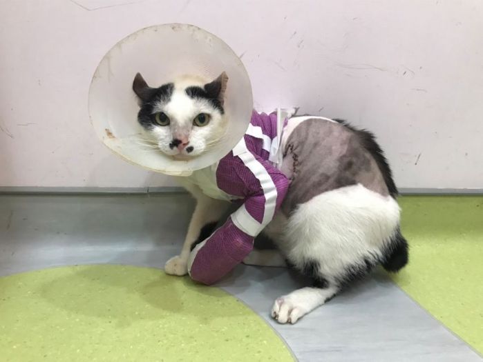 一雙被救回的前腳，一段重新出發的生命——新北動保攜手專業獸醫，自體皮瓣手術讓浪貓「小五郎」重拾希望