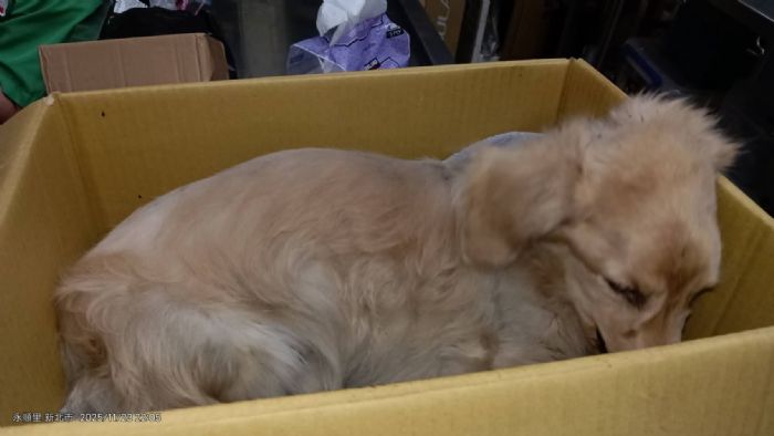 守護牠的一生不是選項，而是責任──新莊犬隻墜樓事件給所有飼主的溫柔提醒