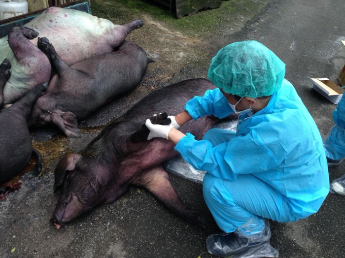 致敬防疫最前線的守護者！新北1/6獸醫師節感謝特約獸醫團隊，默默守住畜牧安全防線