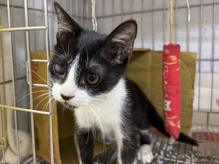 受傷小黑白貓重獲新生！從街頭危急到幸福認養，「萊卡」找到溫暖的家