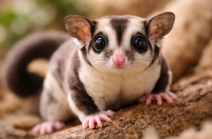 蜜袋鼯新手飼養全攻略：環境、飲食、互動一次搞懂