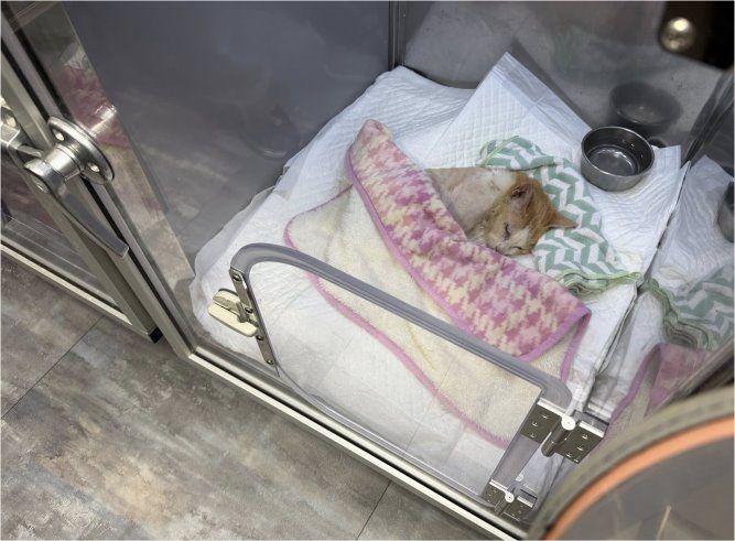 街頭20年的溫柔守護：15歲老街貓「Lucky」獲救援終養，臺北TCCP讓每條生命都被好好照顧