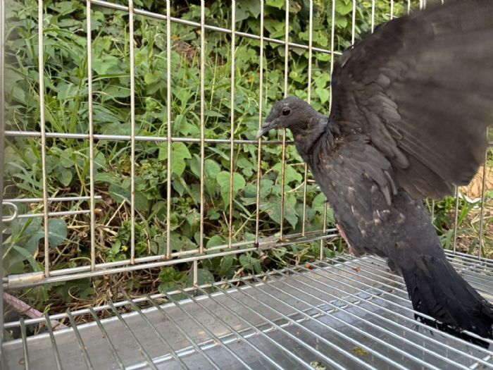 誤認烏鴉的神秘黑羽旅客！罕見黑林鴿受傷獲救，歷經兩個月復健平安重返天空