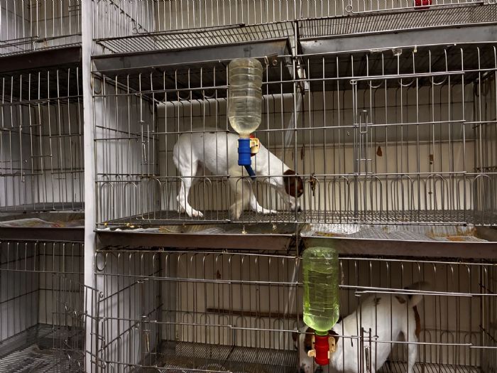 守護毛寶貝的幸福空間！新北加強寵物業稽查，違規業者挨罰也要上課