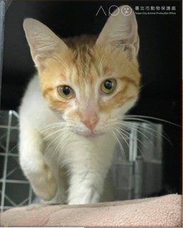 配合春節假期調整，臺北市動物之家2/15至2/19暫停開放